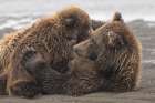 Female Alaskan brown bear nursing two cubs, Lake Clark National Park and Preserve, Alaska. Art Print